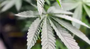 4/20: el origen del c&oacute;digo global de la marihuana