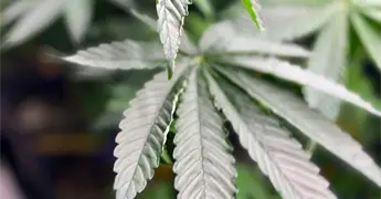 4/20: el origen del c&oacute;digo global de la marihuana