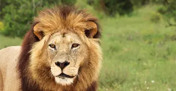 Autoridades rescatan a le&oacute;n sin garras en Nayarit