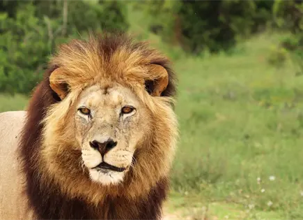Autoridades rescatan a león sin garras en Nayarit