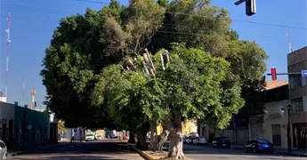 Foto del D&iacute;a | Se recupera Laurel de la India en Reforma