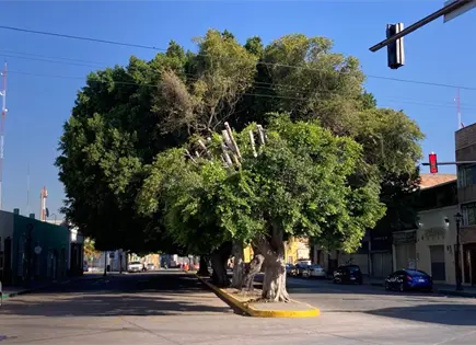 Foto del Día | Se recupera Laurel de la India en Reforma Foto del Día | Se recupera Laurel de la India en Reforma