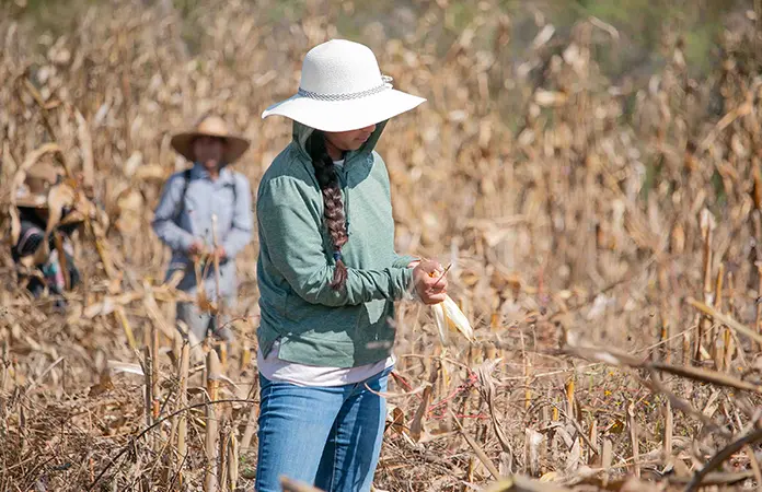 Sobreviven entre el campo y las aulas