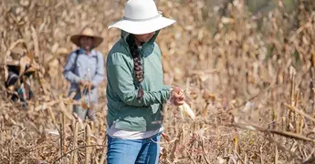 Sobreviven entre el campo y las aulas