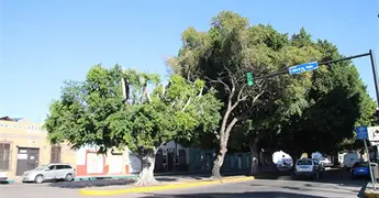 Ya est&aacute; sano el ficus de avenida Reforma