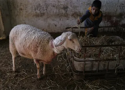 Colonos israel&iacute;es irrumpen y matan ovejas en casa palestina en Cisjordania