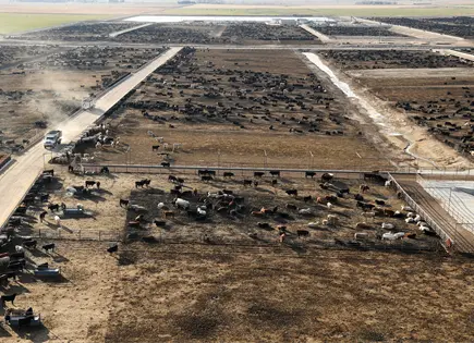 Cierre de planta de Tyson Foods deja a Lexington en crisis