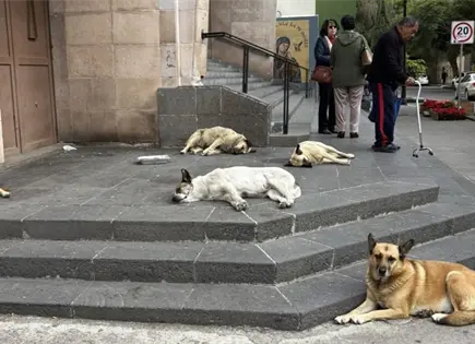 Supuesto inspector se llev&oacute; casitas de perros en Perpetuo Socorro
