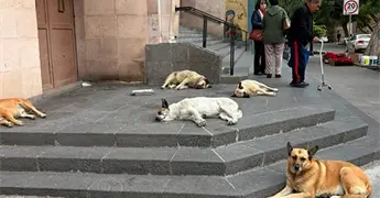 Un supuesto inspector dej&oacute; sin casa a perritos