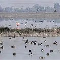 Flamencos rosados llegan al Lago de Texcoco