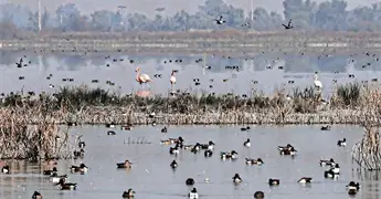 Flamencos rosados llegan al Lago de Texcoco