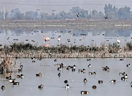 Flamencos rosados llegan al Lago de Texcoco