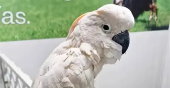 Rescatan cacat&uacute;a traficada en aeropuerto de M&eacute;rida