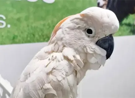 Rescatan cacat&uacute;a traficada en aeropuerto de M&eacute;rida