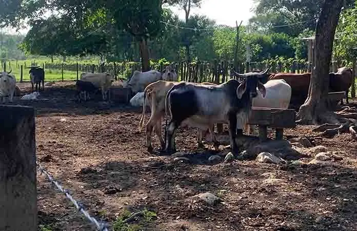 Oaxaca acumula mil 984 casos del gusano barrenador