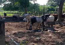 Oaxaca acumula mil 984 casos del gusano barrenador Oaxaca acumula mil 984 casos del gusano barrenador