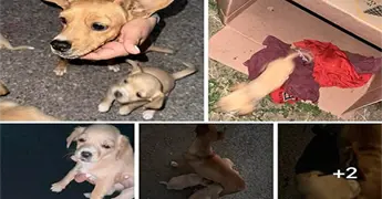 Llaman a no regalar mascotas a ni&ntilde;os