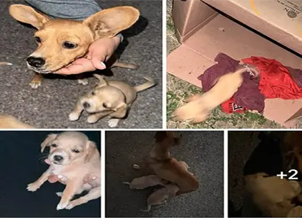 Llaman a no regalar mascotas a ni&ntilde;os