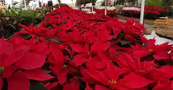 Plantas de ornato, sin da&ntilde;os significativos