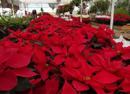 Plantas de ornato, sin da&ntilde;os significativos