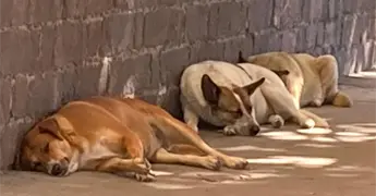 Alza en denuncias por maltrato animal refleja cambio en participaci&oacute;n ciudadana: FGE