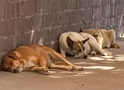 Alza en denuncias por maltrato animal refleja cambio en participaci&oacute;n ciudadana: FGE