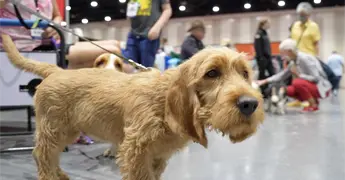 El American Kennel Club suma tres nuevas razas de perros a su registro