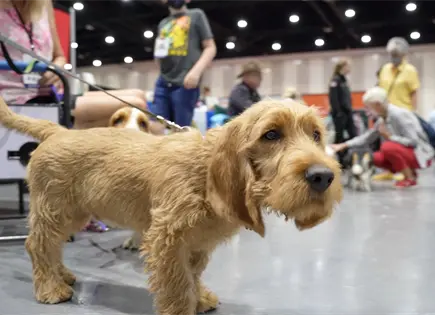 El American Kennel Club suma tres nuevas razas de perros a su registro El American Kennel Club suma tres nuevas razas de perros a su registro