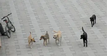 Piden no quemar pirotecnia por da&ntilde;o a los animales