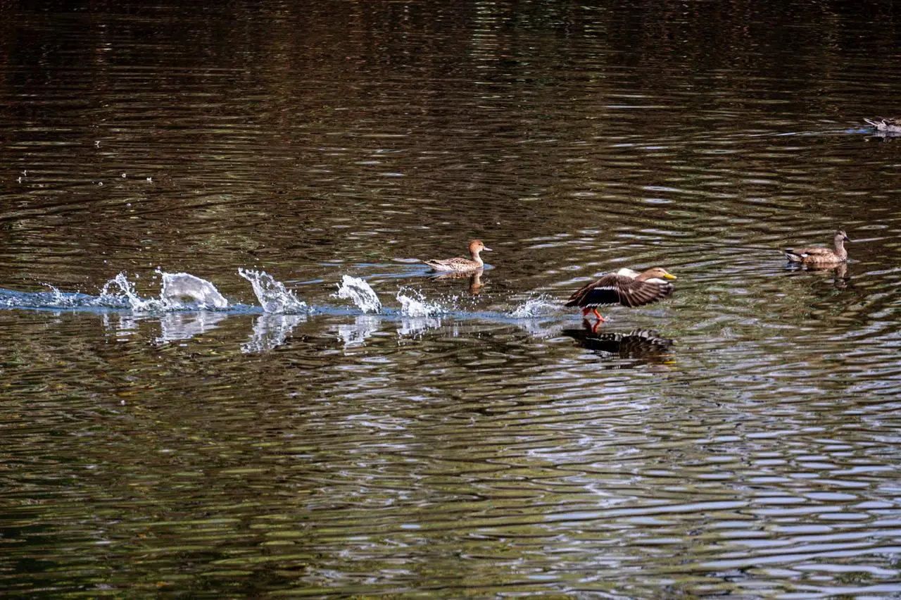 Aves migratorias encuentran refugio en el Tangamanga I