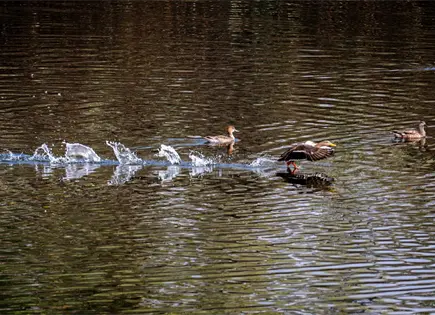 Aves migratorias encuentran refugio en el Tangamanga I