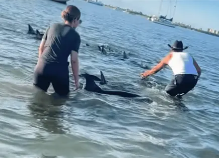VIDEO | Delfines quedan varados y son auxiliados por turistas
