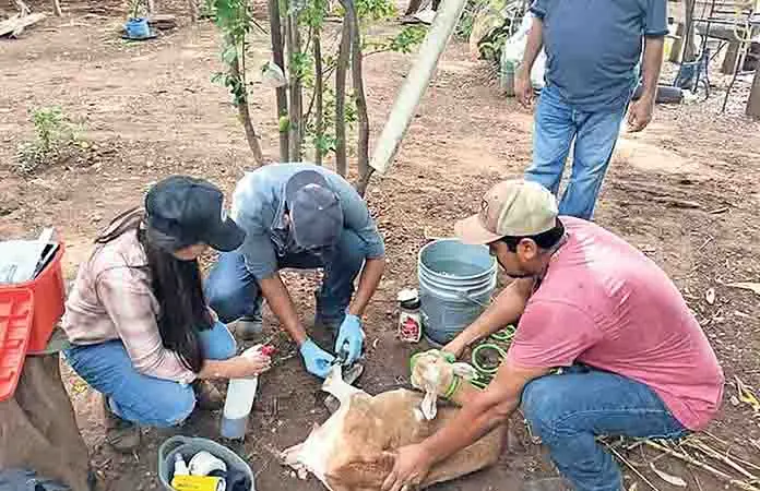 Edomex detecta su primer caso de barrenador