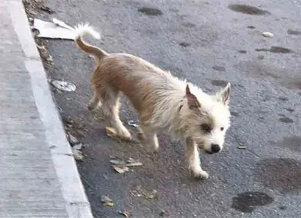 Perros extraviados por quema de pirotecnia