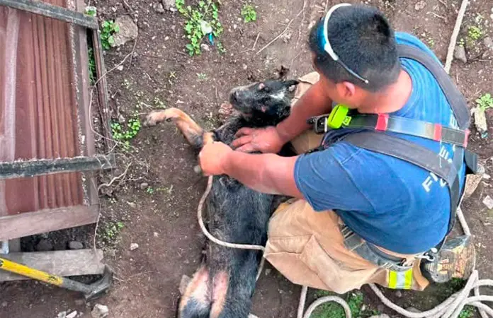 Rescatan Bomberos a una mascota