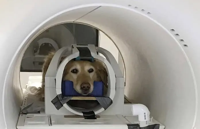 ¿QUÉ SE SIENTE SER PERRITO?