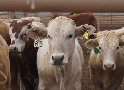Aumentan casos de gusano barrenador Aumentan casos de gusano barrenador