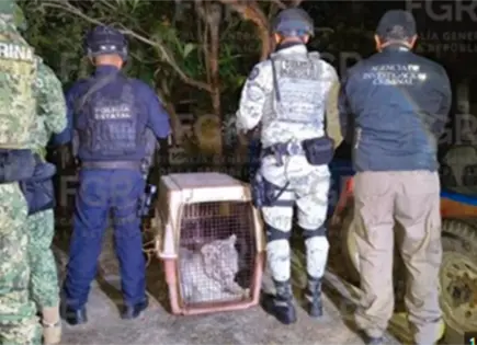 FGR asegura un tigre de bengala en inmueble de Veracruz
