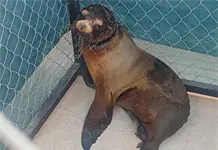 Logra Profepa rescate de lobo marino en Sonora Logra Profepa rescate de lobo marino en Sonora