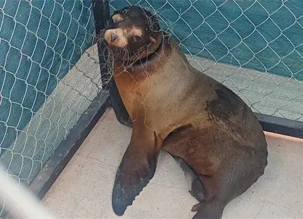 Logra Profepa rescate de lobo marino en Sonora Logra Profepa rescate de lobo marino en Sonora