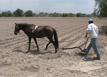 Admite la Sedarh crisis en el campo de San Luis Potosí