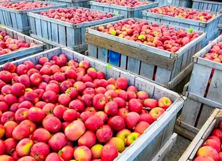 Investiga la SE antidumping contra manzanas Investiga la SE antidumping contra manzanas