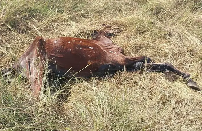 Tiran caballo muerto en el Libramiento Poniente