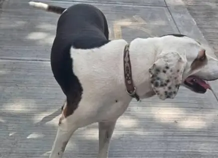 Invitan a marcha de las mascotas