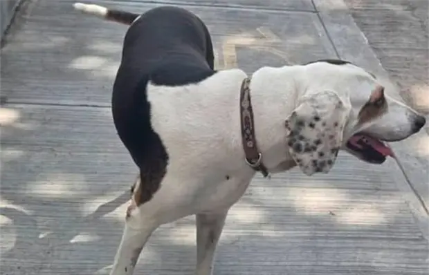 &iquest;C&oacute;mo identificar el gusano barrenador en mascotas?