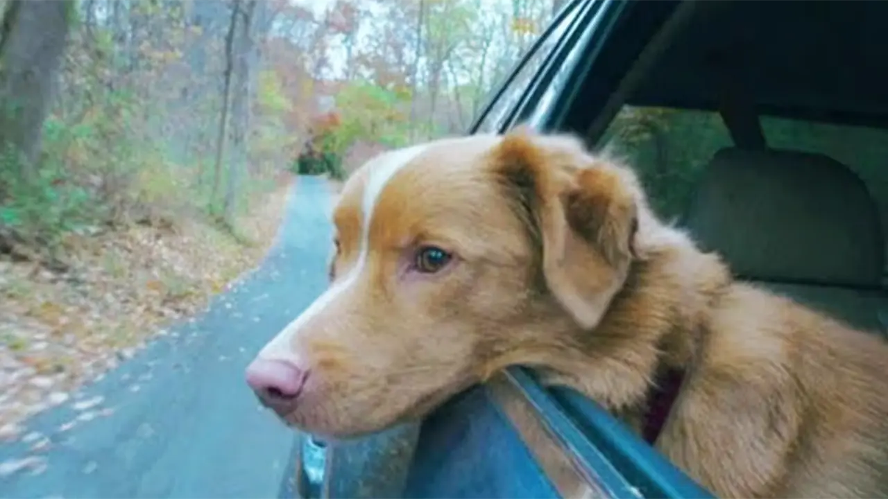 Perro de Good Boy gana premio a Mejor Actuación en terror