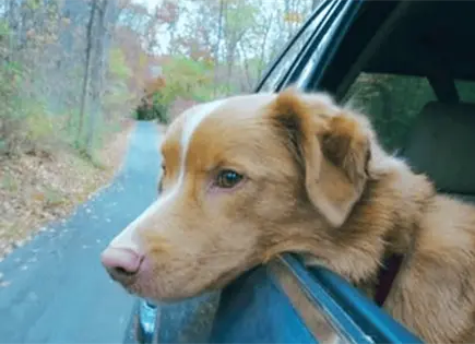 Perro de Good Boy gana premio a Mejor Actuación en terror Perro de Good Boy gana premio a Mejor Actuación en terror