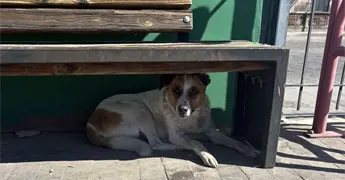 Quitan casas a perros en situaci&oacute;n de calle