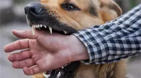 Gobierno de Tecate lanza registro para perros potencialmente peligrosos