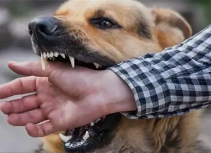 Gobierno de Tecate lanza registro para perros potencialmente peligrosos